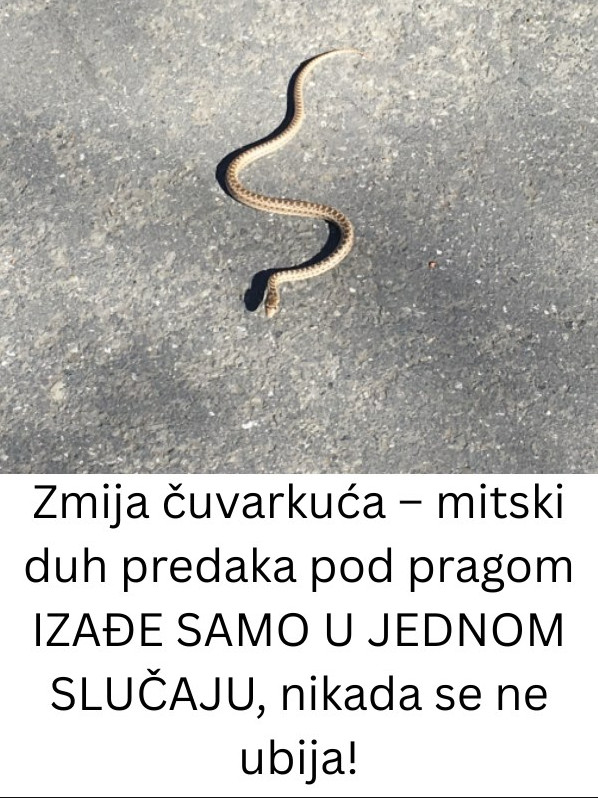 Zmija čuvarkuća – IZAĐE SAMO U JEDNOM SLUČAJU, nikada se ne ubija! (FOTO) - featured image