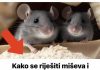 Evo kako se riješiti miševa i pacova pomoću SODE BIKARBONE? To bi svi trebali znati tokom sezone! - featured image