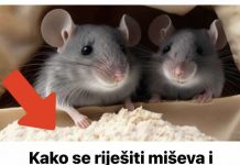 Evo kako se riješiti miševa i pacova pomoću SODE BIKARBONE? To bi svi trebali znati tokom sezone! Evo kako se riješiti miševa i pacova pomoću SODE BIKARBONE? To bi svi trebali znati tokom sezone! - featured image