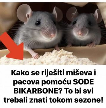 Evo kako se riješiti miševa i pacova pomoću SODE BIKARBONE? To bi svi trebali znati tokom sezone! Evo kako se riješiti miševa i pacova pomoću SODE BIKARBONE? To bi svi trebali znati tokom sezone! - featured image
