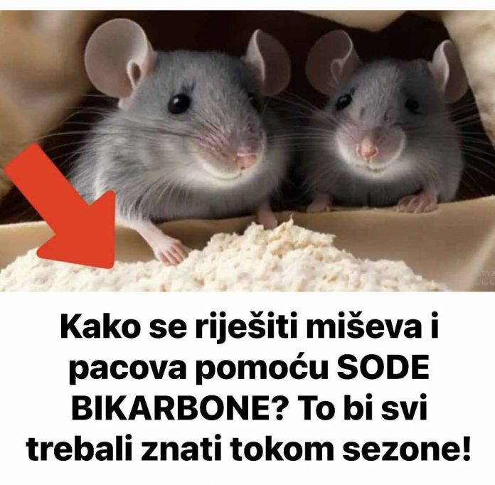 Evo kako se riješiti miševa i pacova pomoću SODE BIKARBONE? To bi svi trebali znati tokom sezone! - featured image