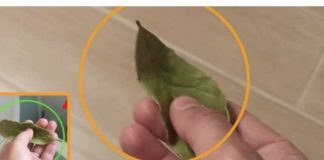 Nema više smrada u kući: TRIK sa lovorovim listom bez kojeg više nikada nećete imati problema! - featured image