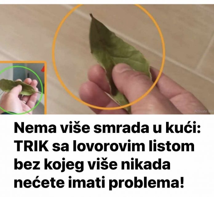 Nema više smrada u kući: TRIK sa lovorovim listom bez kojeg više nikada nećete imati problema! - featured image Nema više smrada u kući: TRIK sa lovorovim listom bez kojeg više nikada nećete imati problema! - featured image
