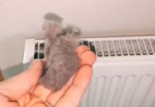 EVO KAKO DA OČISTITE RADIJATORE ZA MINUTU: Bolju foru niste vidjeli, kako se niko ranije nije sjetio ovoga?! (VIDEO) - featured image
