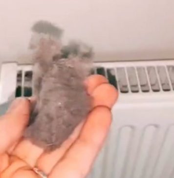 EVO KAKO DA OČISTITE RADIJATORE ZA MINUTU: Bolju foru niste vidjeli, kako se niko ranije nije sjetio ovoga?! (VIDEO) - featured image