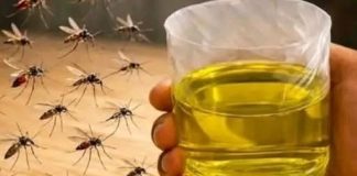 Korisni savjeti kako se riješiti muha i komaraca u kući - featured image