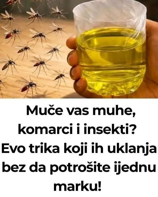 Korisni savjeti kako se riješiti muha i komaraca u kući - featured image Korisni savjeti kako se riješiti muha i komaraca u kući - featured image