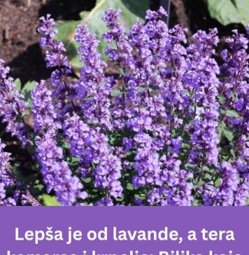 Ljepša od lavande, a komarci i krpelji je ne podnose: Ova biljka je spas za svako dvorište