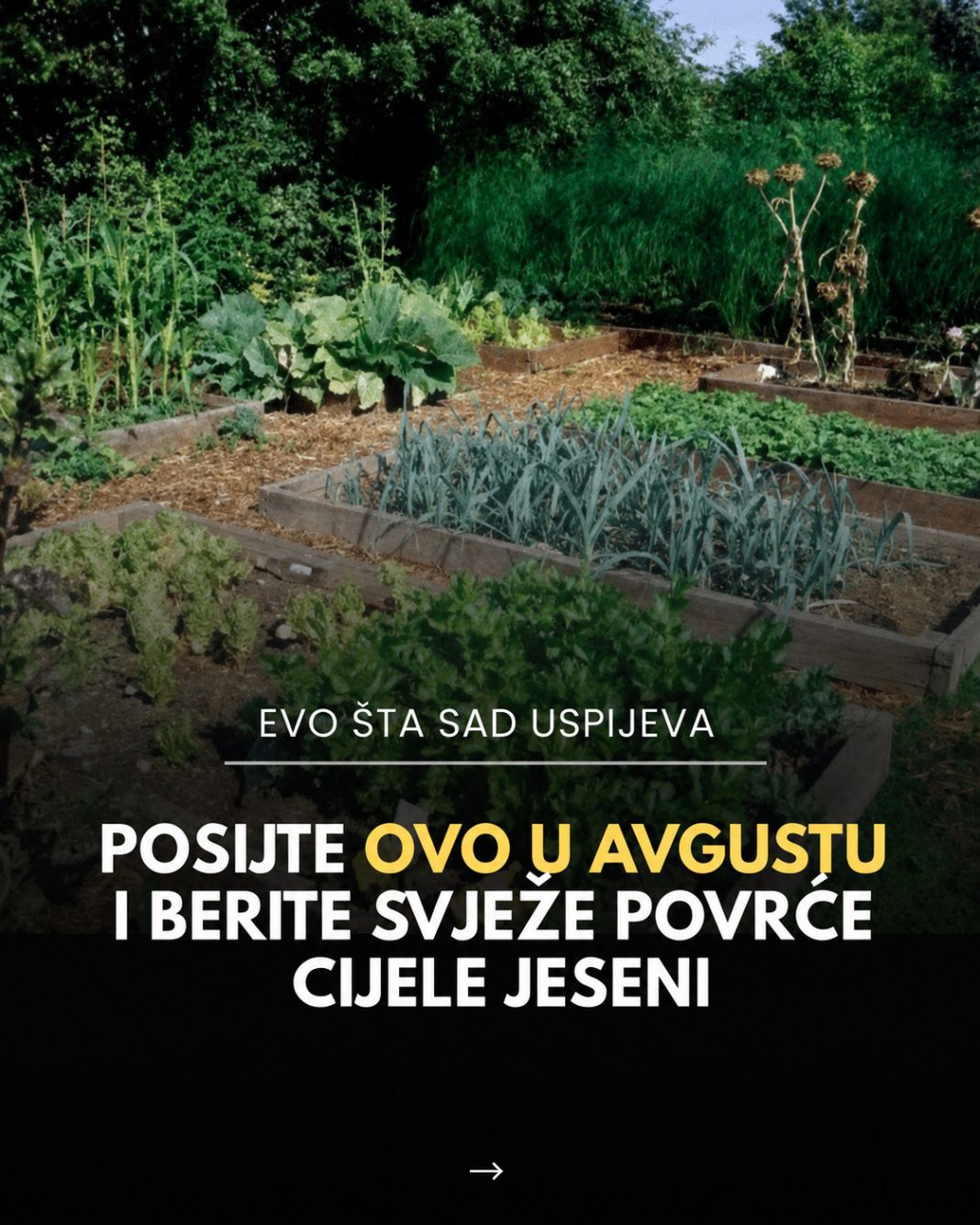 Posijte ovo u avgustu i berite svježe povrće cijele jeseni - featured image Posijte ovo u avgustu i berite svježe povrće cijele jeseni - featured image