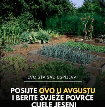 Posijte ovo u avgustu i berite svježe povrće cijele jeseni - featured image