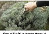 Šta učiniti s lavandom U SEPTEMBRU da bi grmlje sljedeće godine obilno cvjetalo? Šta učiniti s lavandom U SEPTEMBRU da bi grmlje sljedeće godine obilno cvjetalo? - featured image