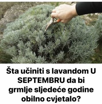 Šta učiniti s lavandom U SEPTEMBRU da bi grmlje sljedeće godine obilno cvjetalo? - featured image