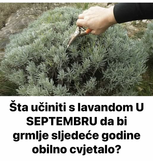 Šta učiniti s lavandom U SEPTEMBRU da bi grmlje sljedeće godine obilno cvjetalo? - featured image Šta učiniti s lavandom U SEPTEMBRU da bi grmlje sljedeće godine obilno cvjetalo? - featured image
