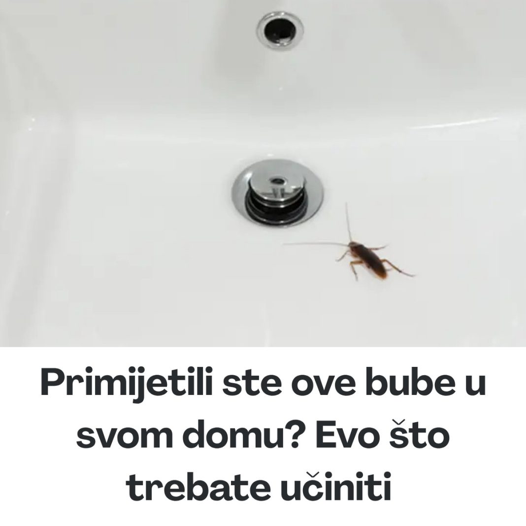 Primijetili ste ove bube u svom domu? Evo što trebate učiniti - featured image