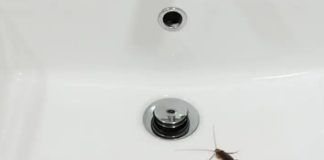 Primijetili ste ove bube u svom domu? Evo što trebate učiniti - featured image
