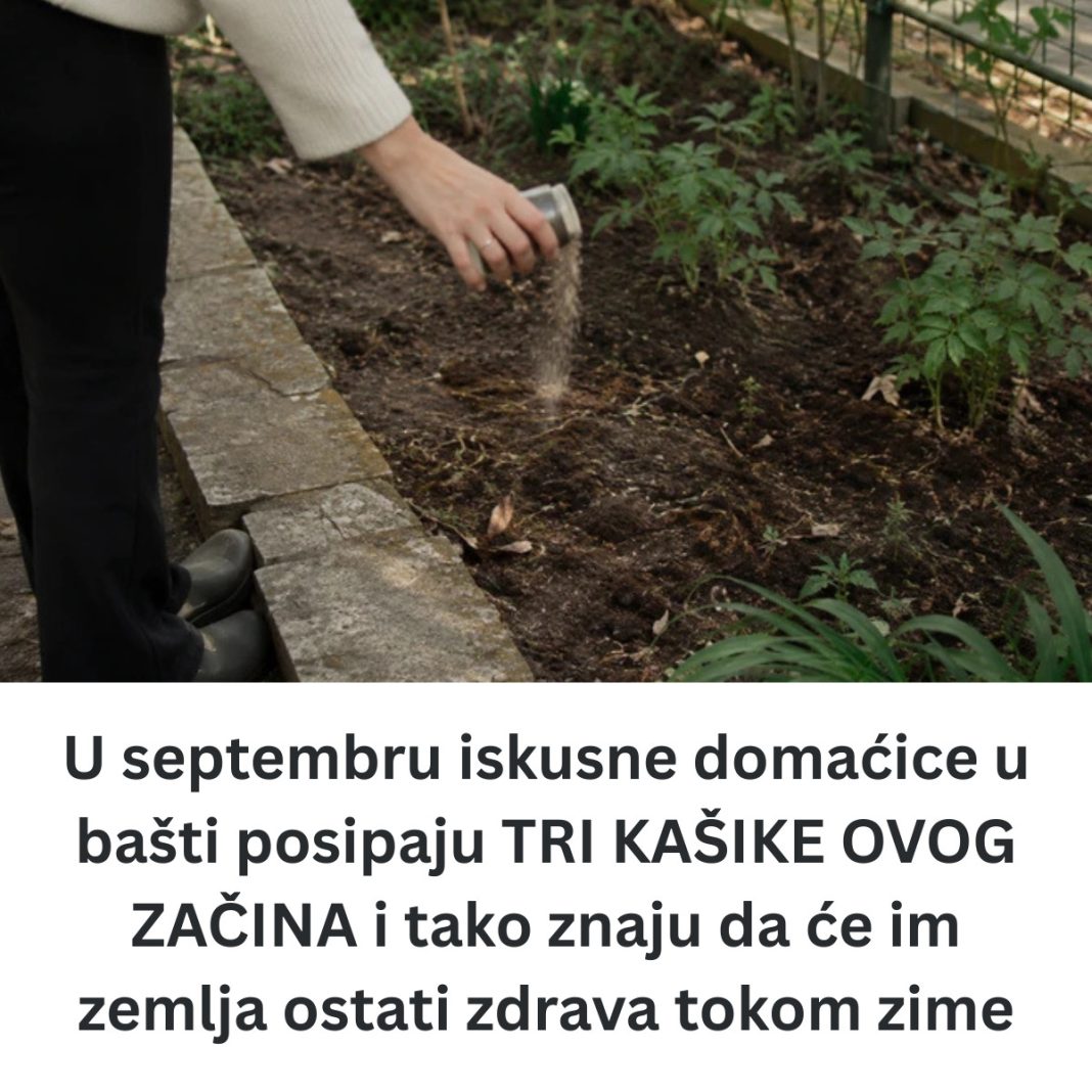 U septembru iskusne domaćice u bašti posipaju TRI KAŠIKE OVOG ZAČINA i tako znaju da će im zemlja ostati zdrava tokom zime - featured image