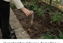 U septembru iskusne domaćice u bašti posipaju TRI KAŠIKE OVOG ZAČINA i tako znaju da će im zemlja ostati zdrava tokom zime - featured image