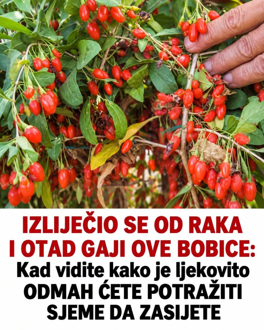 FH