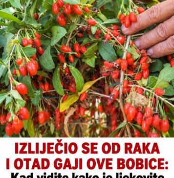 IZLIJEČIO SE OD RAKA I OTAD GAJI OVE BOBICE, kad vidite kako je ljekovito ODMAH ĆETE POTRAŽITI SJEME DA ZASIJETE