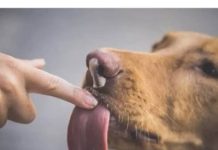 ZNATE LI ŠTA ZNAČI AKO VAM PAS LIŽE RUKU: Nije ljubav, evo šta želi da vam poruči - featured image