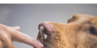 ZNATE LI ŠTA ZNAČI AKO VAM PAS LIŽE RUKU: Nije ljubav, evo šta želi da vam poruči - featured image