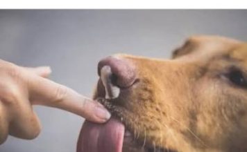 ZNATE LI ŠTA ZNAČI AKO VAM PAS LIŽE RUKU: Nije ljubav, evo šta želi da vam poruči ZNATE LI ŠTA ZNAČI AKO VAM PAS LIŽE RUKU: Nije ljubav, evo šta želi da vam poruči - featured image