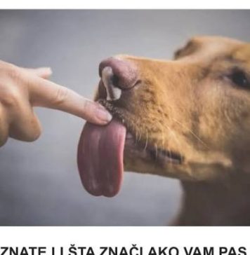 ZNATE LI ŠTA ZNAČI AKO VAM PAS LIŽE RUKU: Nije ljubav, evo šta želi da vam poruči - featured image