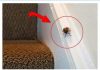 EVO ŠTA ZNAČI KAD SMRDIBUBA UĐE U KUĆU – NIPOŠTO JE NE UNIŠTAVAJTE - featured image