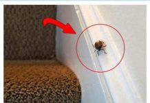EVO ŠTA ZNAČI KAD SMRDIBUBA UĐE U KUĆU – NIPOŠTO JE NE UNIŠTAVAJTE - featured image