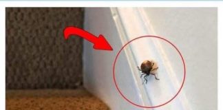 EVO ŠTA ZNAČI KAD SMRDIBUBA UĐE U KUĆU – NIPOŠTO JE NE UNIŠTAVAJTE - featured image
