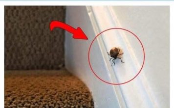 EVO ŠTA ZNAČI KAD SMRDIBUBA UĐE U KUĆU – NIPOŠTO JE NE UNIŠTAVAJTE - featured image
