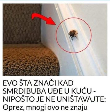 EVO ŠTA ZNAČI KAD SMRDIBUBA UĐE U KUĆU – NIPOŠTO JE NE UNIŠTAVAJTE - featured image