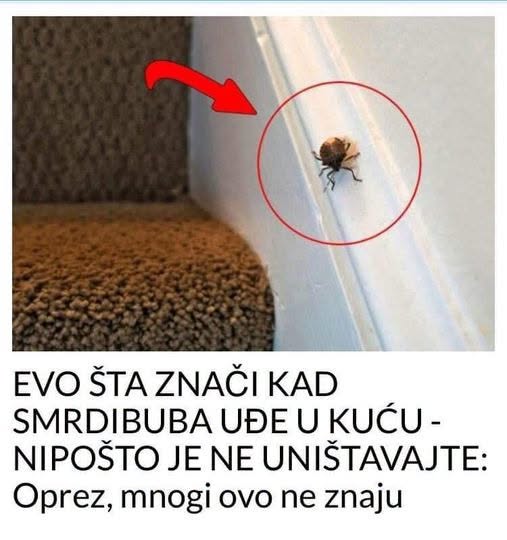 EVO ŠTA ZNAČI KAD SMRDIBUBA UĐE U KUĆU – NIPOŠTO JE NE UNIŠTAVAJTE - featured image