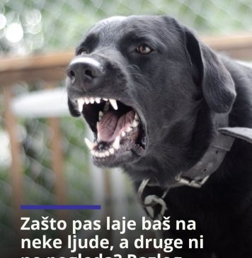 Zašto pas laje baš na neke ljude, a druge ni ne pogleda? Razlog nije ono što većina misli - featured image