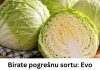 Birate pogrešnu sortu: Evo koji kupus je najbolji za kišeljenje, idealnih dimenzija i teksture - featured image