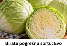 Birate pogrešnu sortu: Evo koji kupus je najbolji za kišeljenje, idealnih dimenzija i teksture - featured image