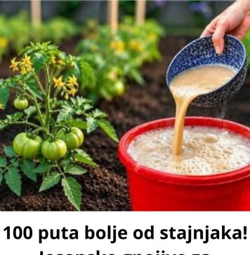 100 puta bolje 0d stajnjaka! Jesensko gnojivo za dvostruko veći urod rajčice